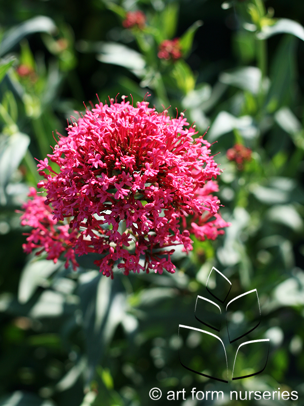 Centranthus ruber