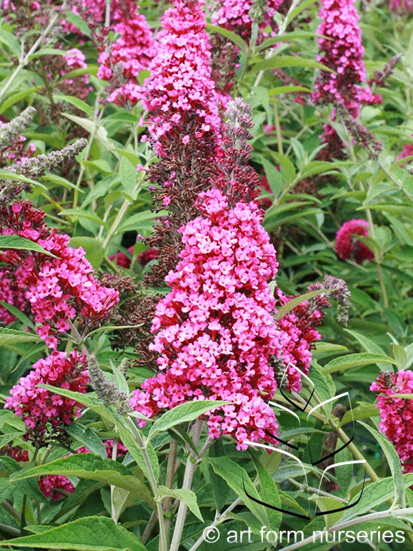 Buddleia x davidii 'Buzz Velvet'