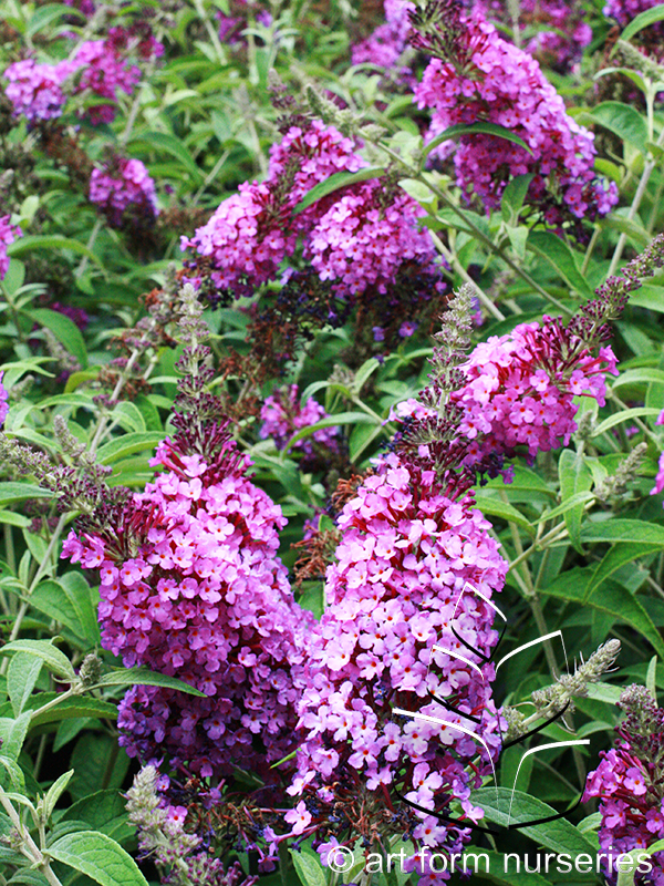 Buddleia x davidii 'Buzz Purple'