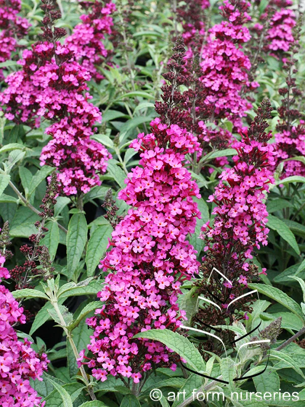 Buddleia x davidii 'Buzz Hot Raspberry'