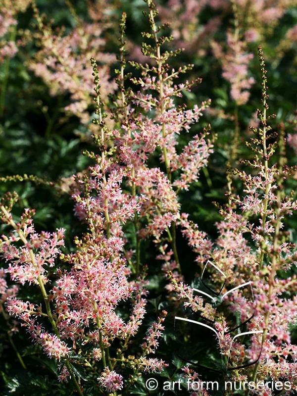 Astilbe simplicifolia 'Hennie Graafland'