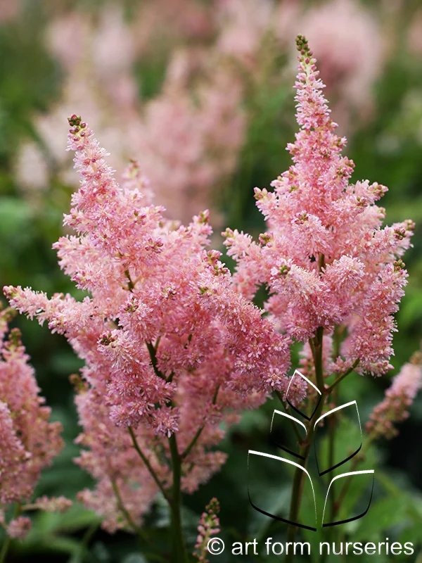Astilbe japonica 'Peach Blossom'