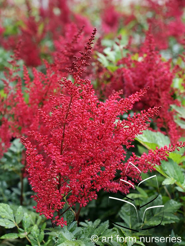Astilbe japonica 'Montgomery'