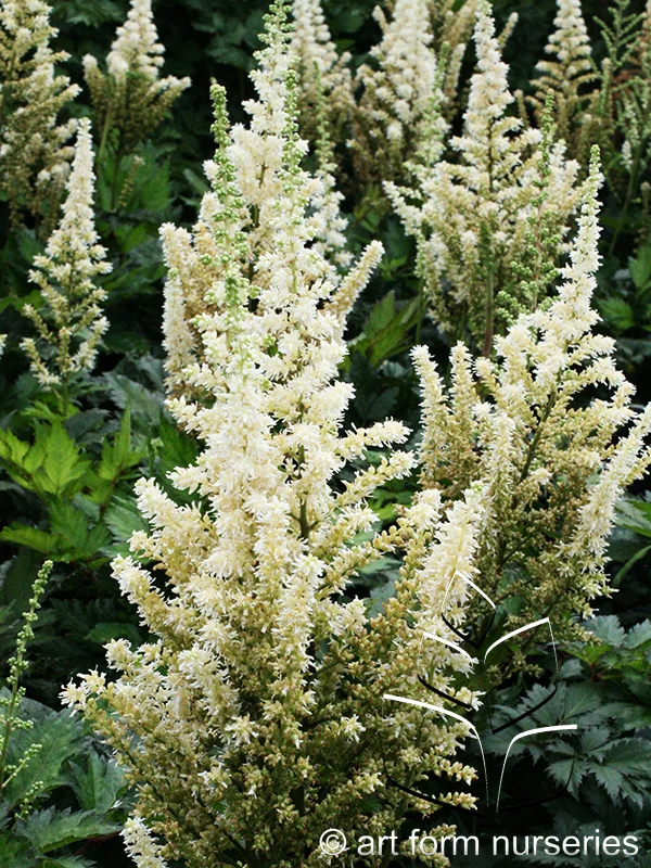 Astilbe chinensis 'Visions in White'