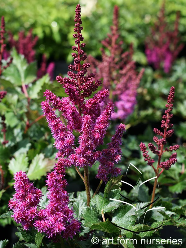 Astilbe chinensis 'Visions in Red'