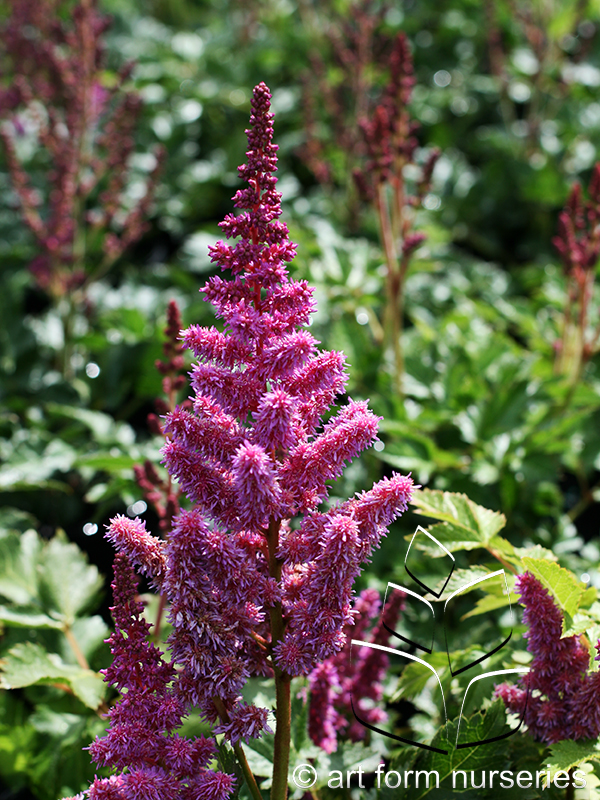 Astilbe chinensis 'Visions'