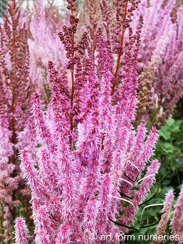 Astilbe chinensis 'Purple Candles'