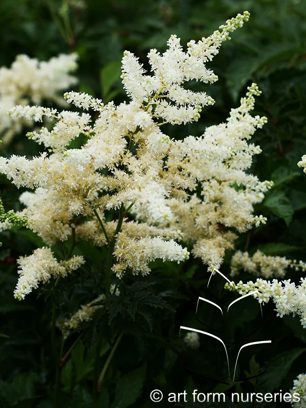 Astilbe arendsii 'Deutschland'