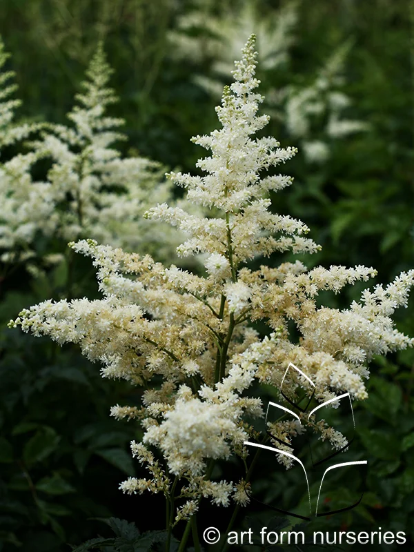 Astilbe arendsii 'Bridal Veil'