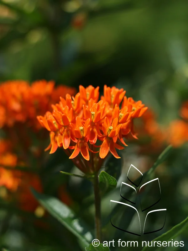 Asclepias tuberosa