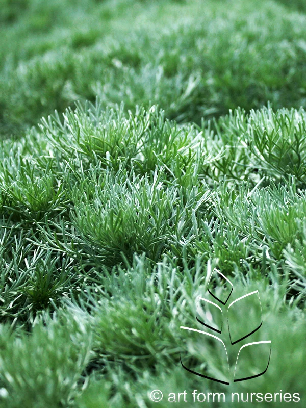 Artemisia schmidtiana 'Silver Mound'