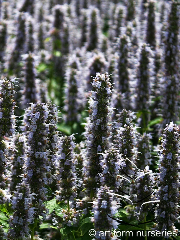 Agastache foeniculum x rugosa 'Blue Fortune'