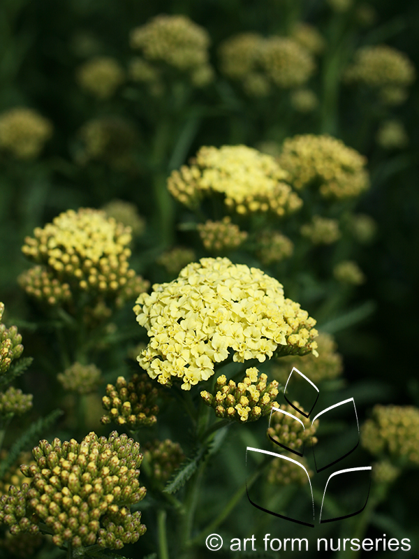Achillea millefolium 'Sunny Seduction'