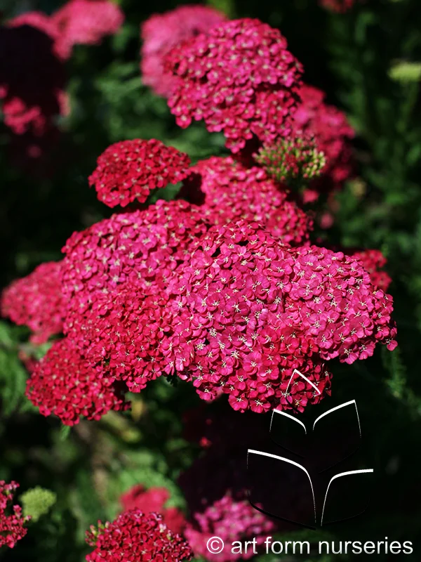 Achillea millefolium 'Saucy Seduction'