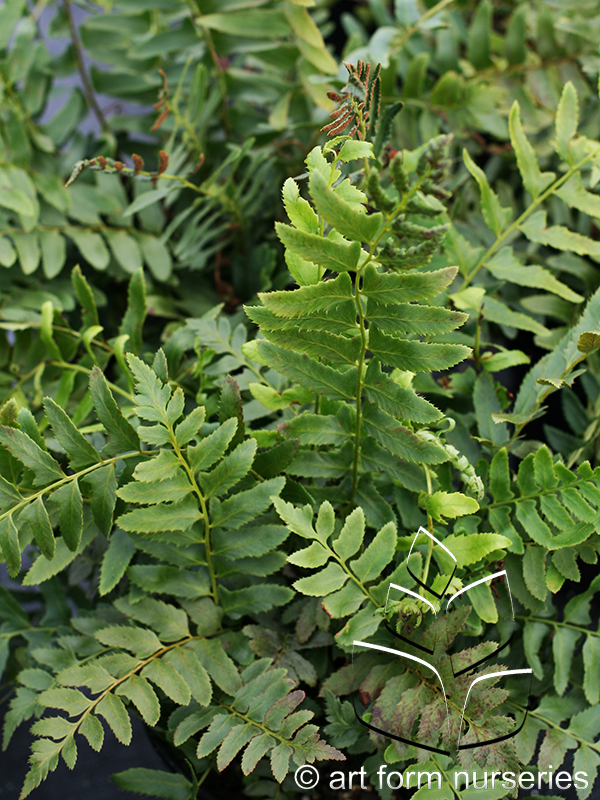 Polystichum acrostichoides