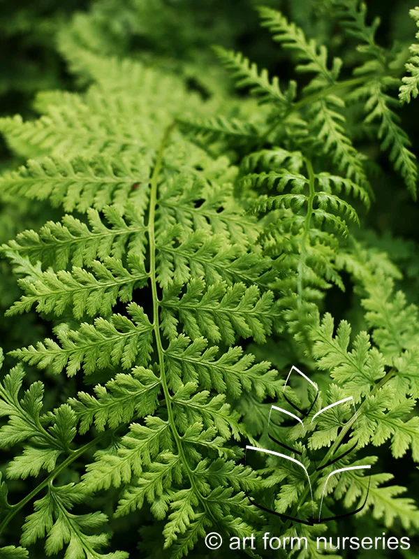 Athyrium filix-femina 'Lady In Red'