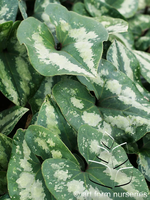 Asarum splendens