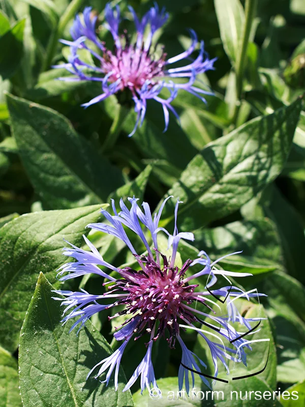 Centaurea montana
