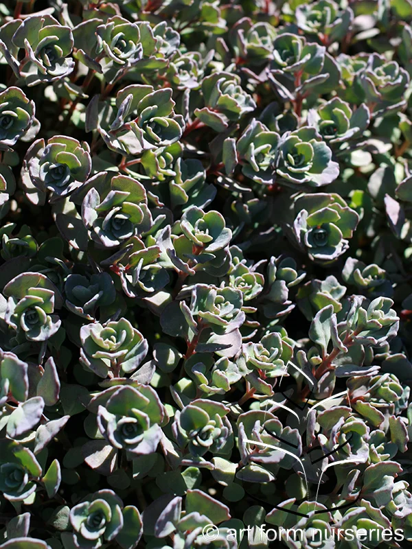 Sedum cauticola 'Lidakense'