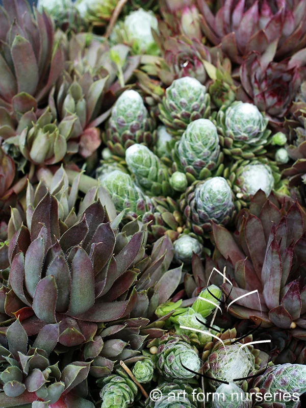 Sempervivum