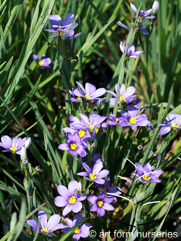 Sisyrinchium angustifolium 'Lucerne'
