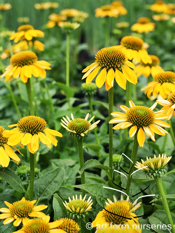 Echinacea purpurea 'Sombrero Lemon Yellow'