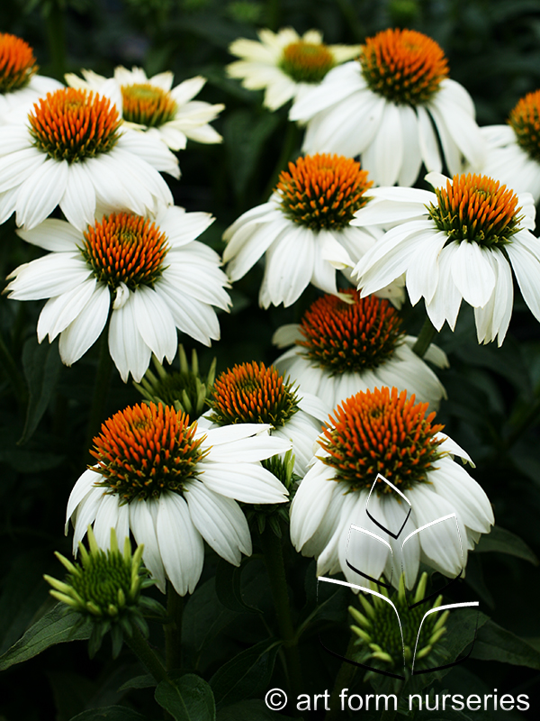 Echinacea purpurea 'Pow Wow White'