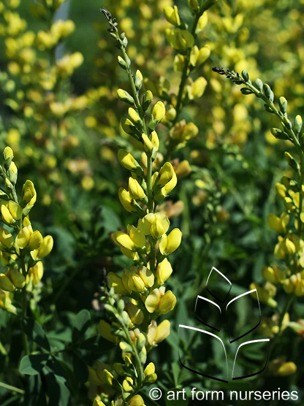Baptisia 'Solar Flare'