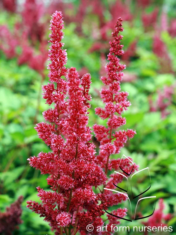 Astilbe arendsii 'Fanal'