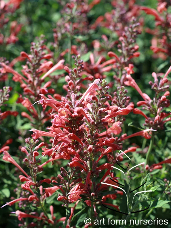 Agastache 'Kudos Coral'