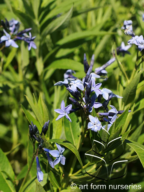 Amsonia x 'Blue Ice'
