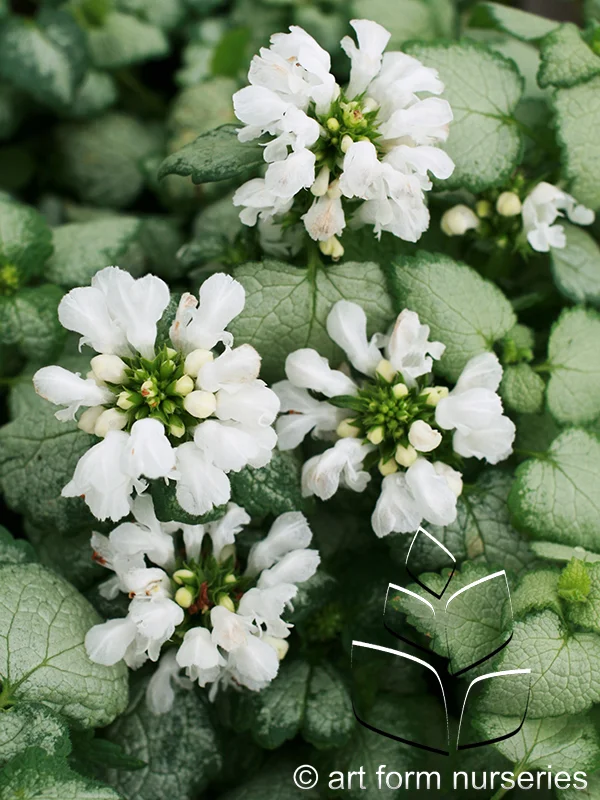 Lamium maculatum 'White Nancy'