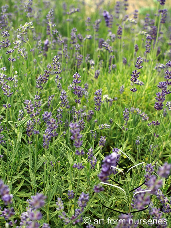Lavandula angustifolia 'Hidcote Blue'