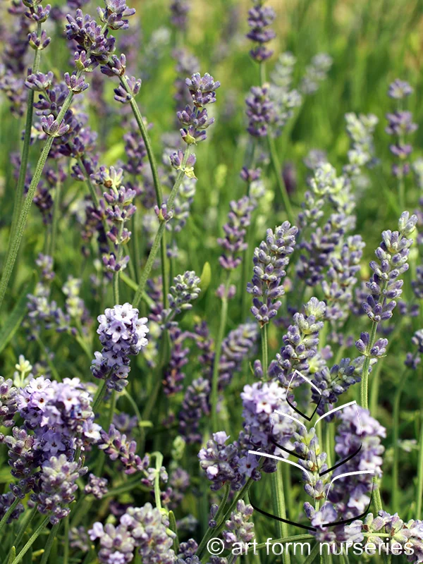 Lavandula angustifolia 'Munstead'