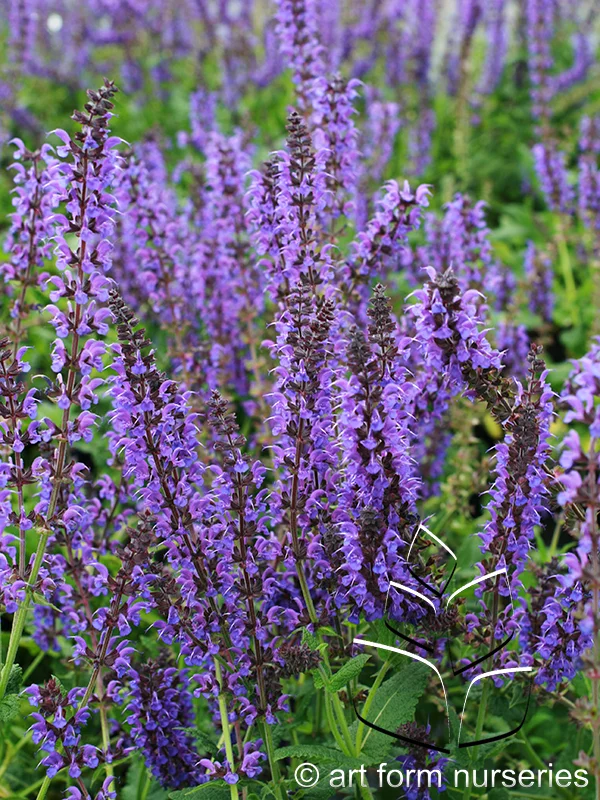 Salvia nemorosa 'May Night'
