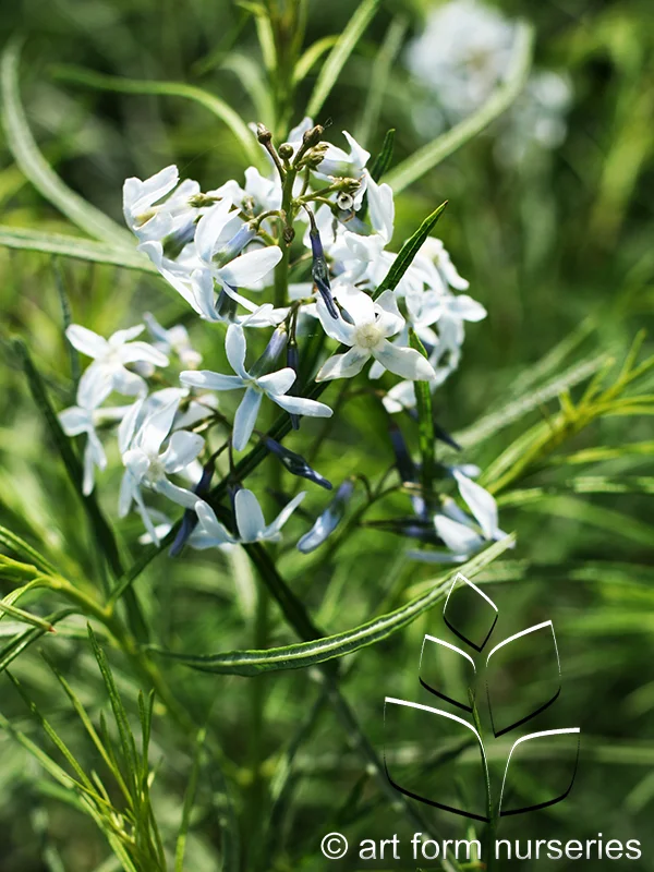 Amsonia hubrichtii