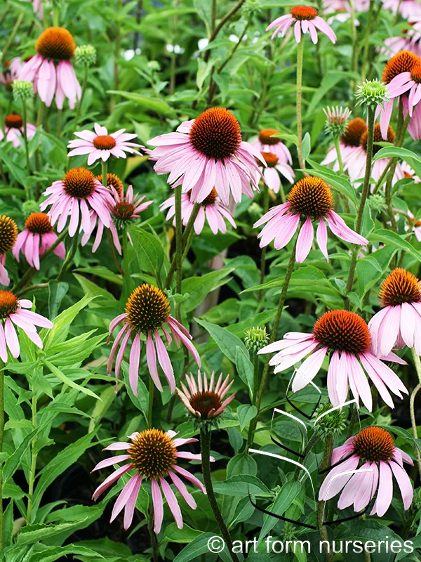 Echinacea purpurea