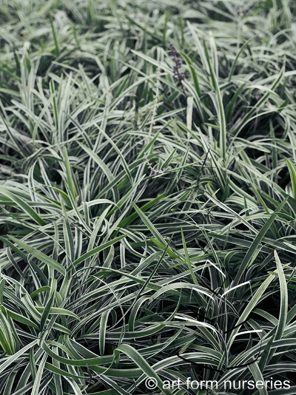 Liriope muscari 'Variegata'