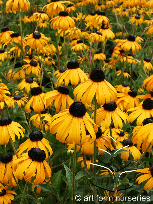 Rudbeckia fulgida 'Goldsturm'