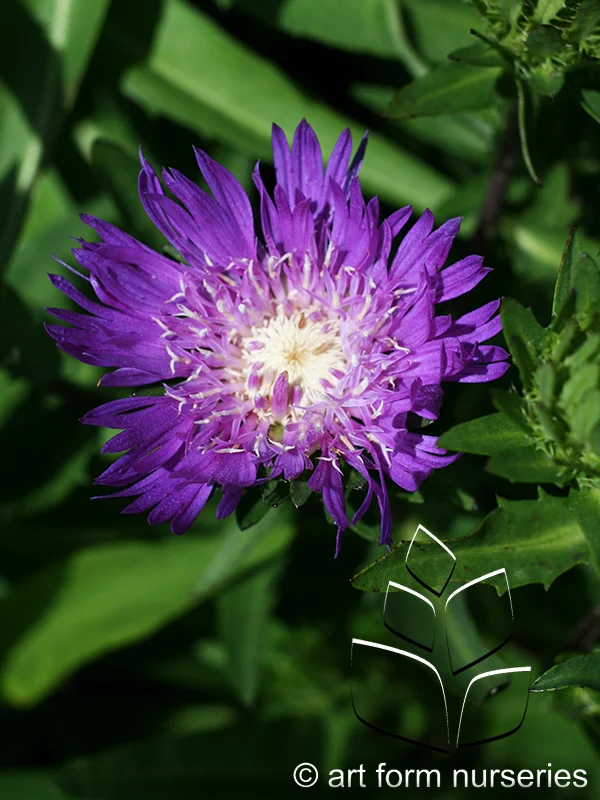 Stokesia laevis 'Peachie's Pick'