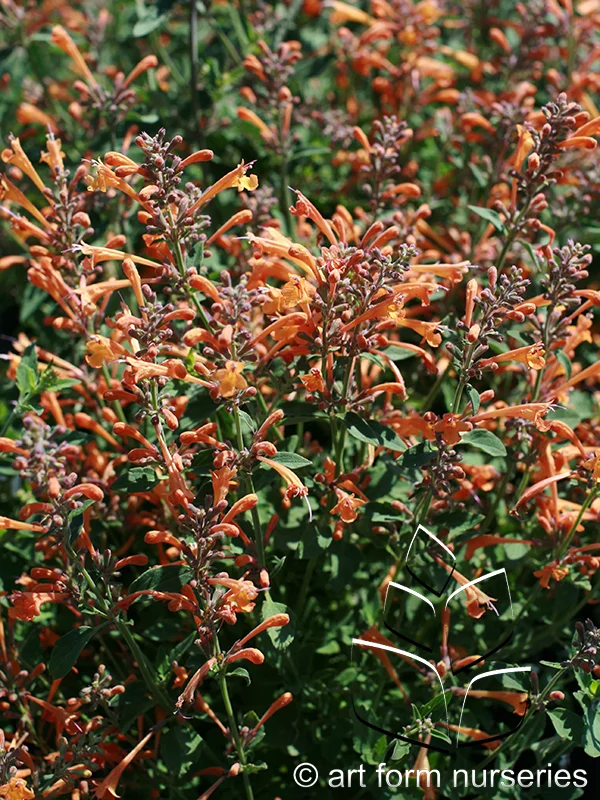 Agastache 'Kudos Mandarin'