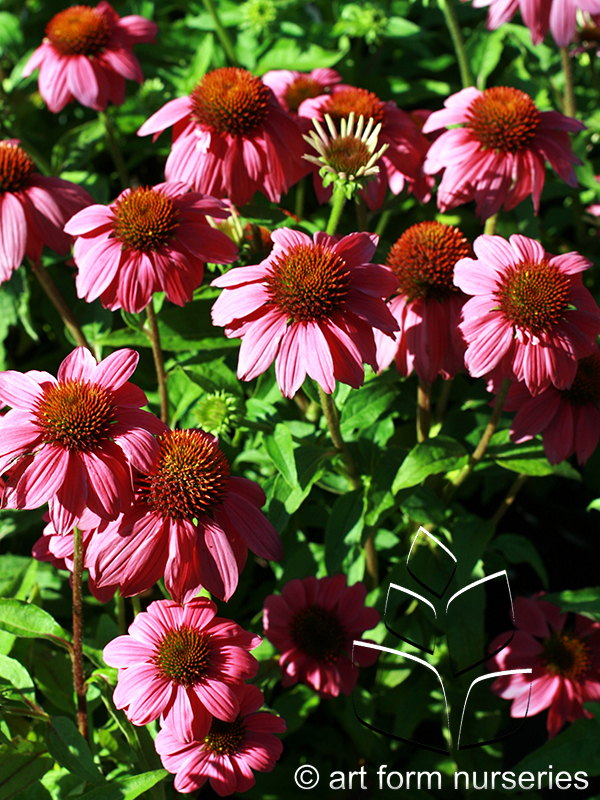 Echinacea purpurea 'Pow Wow Wild Berry'