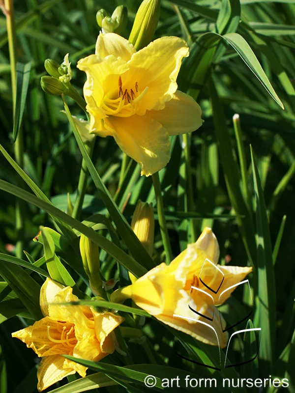 Hemerocallis 'Happy Returns'