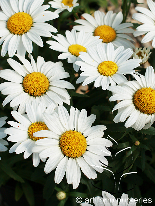 Leucanthemum x superbum 'Snow Cap'