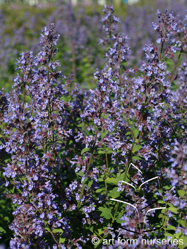 Nepeta faassenii 'Blue Wonder'