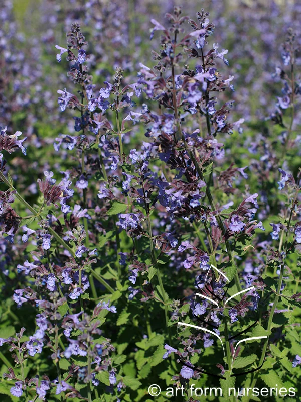 Nepeta x faassenii 'Walker's Low'