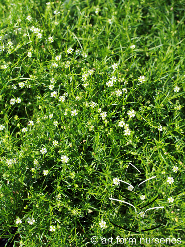 Sagina subulata