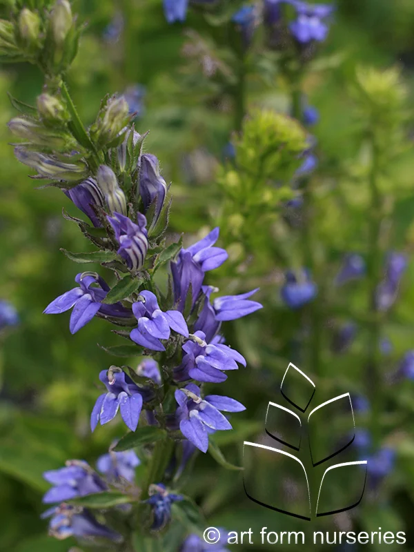 Lobelia siphilitica