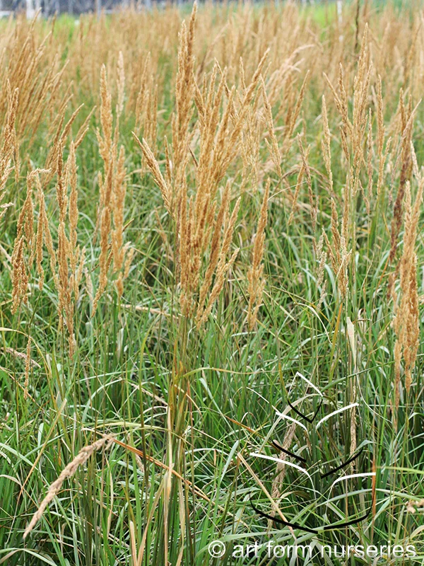 Calamagrostis x acutiflora 'Karl Foerster'