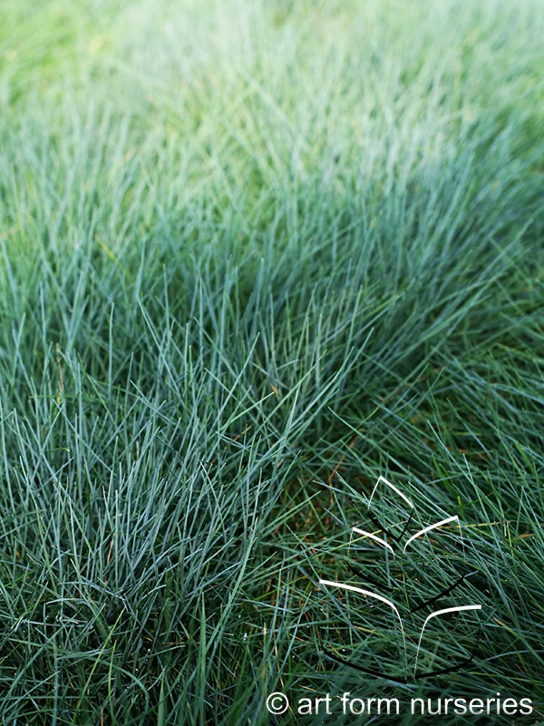 Festuca ovina cinerea 'Elijah Blue'
